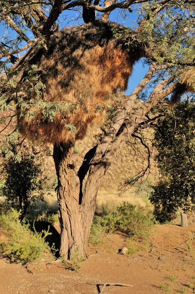 Kalahari drzewo z Wspólnoty gniazdo — Zdjęcie stockowe