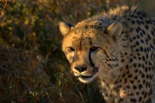 A Cheetah in the sunset — Stock Photo, Image