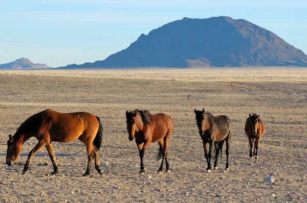 Дикие лошади Намиба — стоковое фото