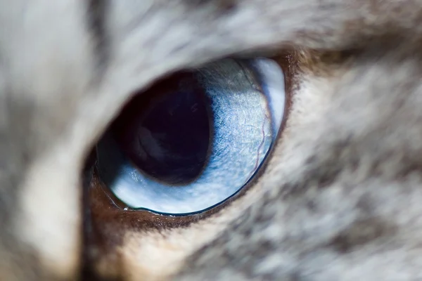 Cat's eye — Stockfoto