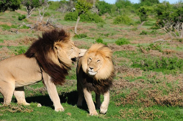 Dos leones Kalahari jugando en el Parque Nacional Elefante Addo —  Fotos de Stock