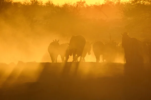 日落在纳米比亚 okaukeujo 水坑 — 图库照片