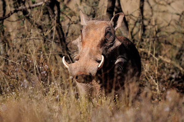 Warthog — Stock Photo, Image