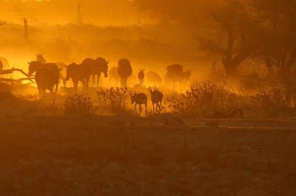 Solnedgång vid okaukeujo vattenhål, namibia — Stockfoto