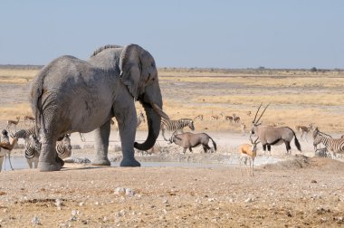 fil, springbok, Afrika antilopu ve zebralar