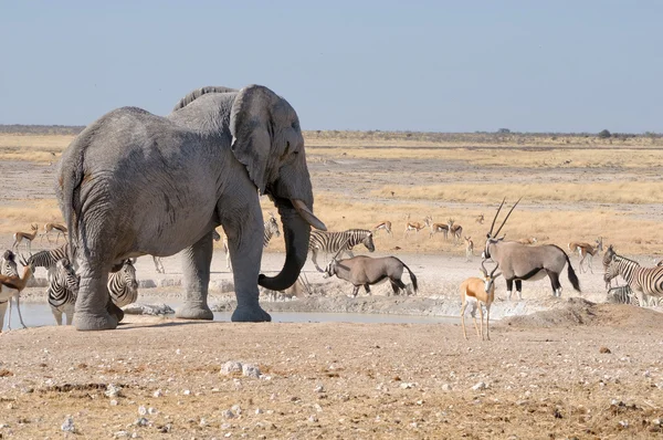 Elefante, springbok, oryx e zebras — Fotografia de Stock