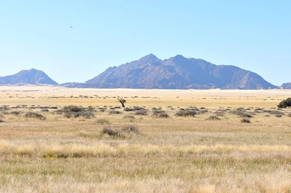 Gras en berg landschap — Stockfoto