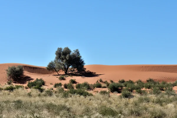 カラハリ砂漠の農場のシーン、ナミビア — ストック写真