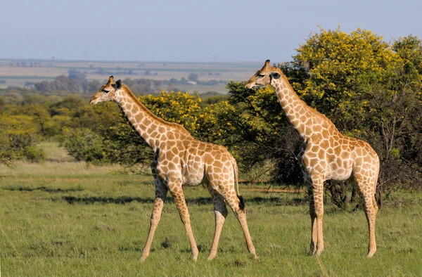 Giraffes 2 — Stock Photo, Image