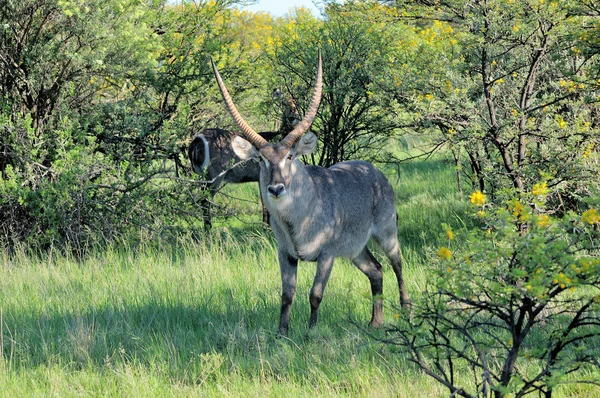 Waterbok — Stockfoto