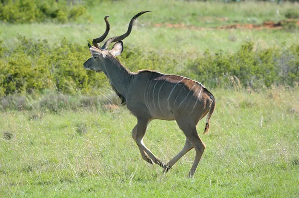 Kudu velký býčí — Stock fotografie