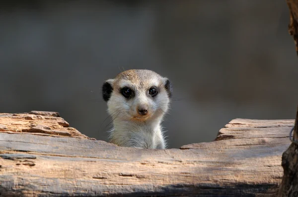 Meerkat peeping — Stock Photo, Image