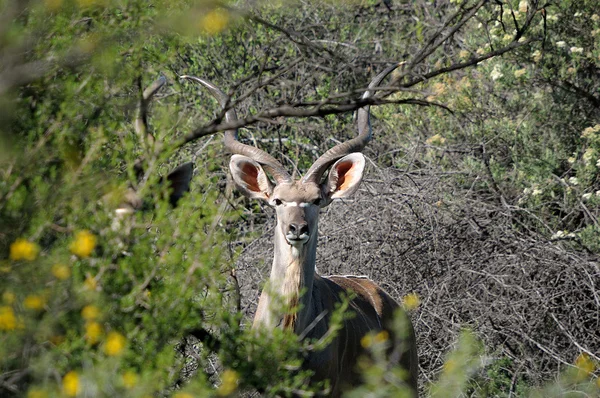 Greater Kudu bull — Stock Photo, Image