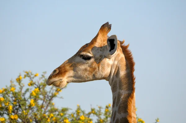 Giraff, etosha nationalpark, namibia — Stockfoto