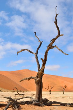 ağaç iskeletler, deadvlei, Namibya