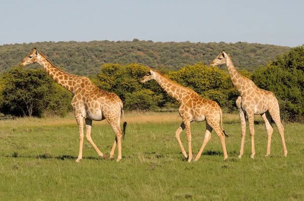 Giraffen 3 — Stockfoto