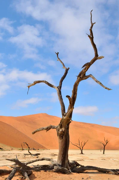 Träd skelett, deadvlei, namibia — Stockfoto