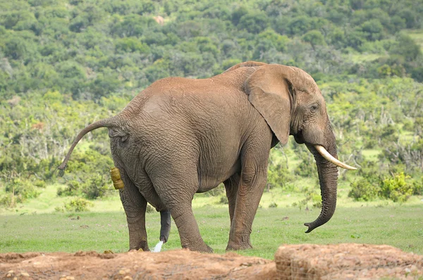 Elephant, Addo Elephant National park, Sud Africa — Foto Stock