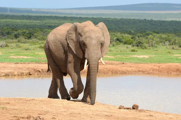 Elefante, Parque Nacional del Elefante Addo, Sudáfrica —  Fotos de Stock