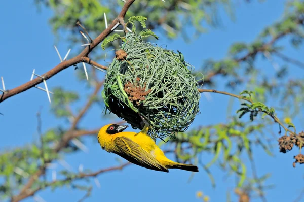 Man zuidelijke gemaskeerd weaver gebouw nest — Stockfoto