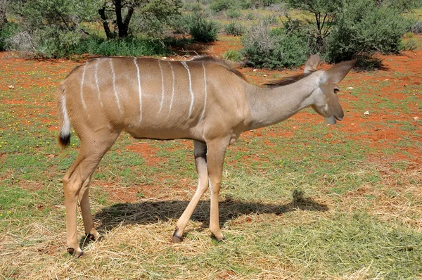 큰 Kudu 암소 — 스톡 사진