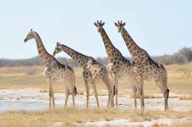 Giraffes clipart