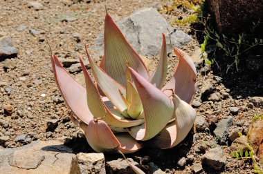 mercan aloe