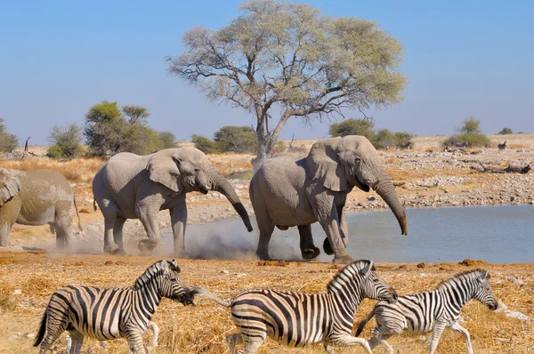 Ссора слонов, Национальный парк Этоша, Намибия — стоковое фото