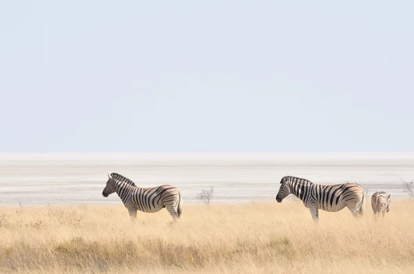 Ζέβρες στο τηγάνι etosha, Ναμίμπια — Φωτογραφία Αρχείου