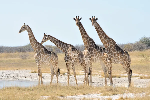 Giraffen — Stockfoto