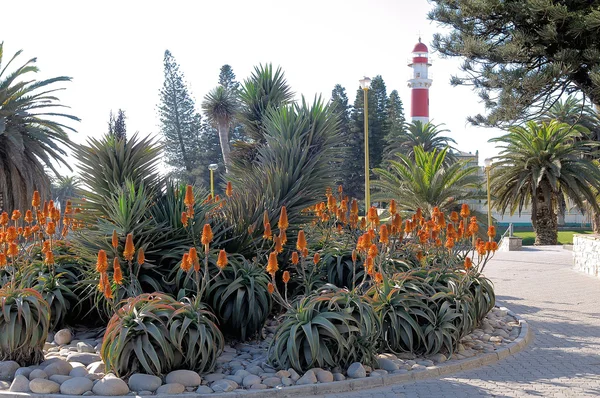 開花 aloes、スワコプムント、ナミビアの灯台 — ストック写真