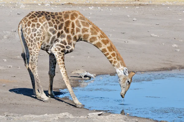Giraffe and Kori Bustard drinking water — Stock Photo, Image