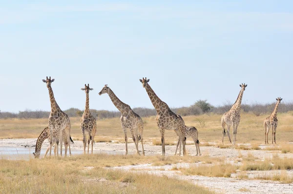 Giraffen — Stockfoto