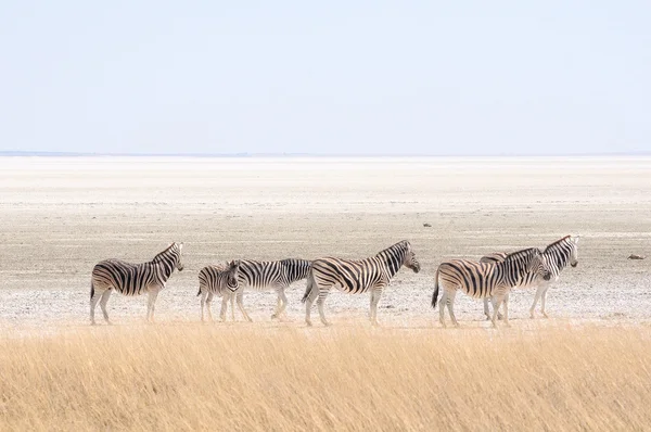 Zebras em Etosha Pan, Namíbia — Fotografia de Stock