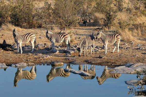 Zebra's drinking water — Stockfoto
