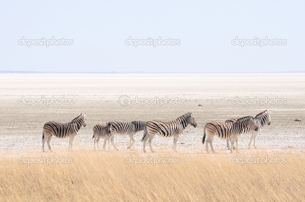 Zebras at Etosha Pan, Namibia