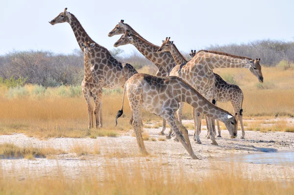 Giraffen — Stockfoto