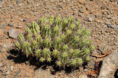 Spurge