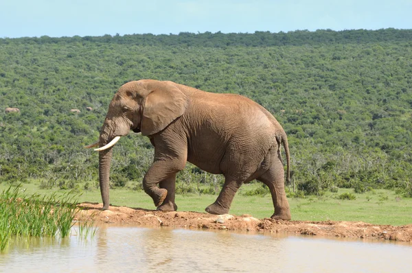 Elefante, Parque Nacional del Elefante Addo, Sudáfrica —  Fotos de Stock