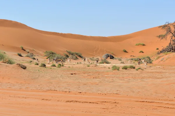 Springbok sossusvlei yakınındaki tepeleri arasında — Stok fotoğraf