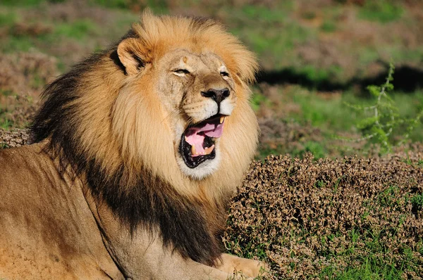 A Kalahári-oroszlán, Panthera leo, Addo Elephant nemzeti Par- — Stock Fotó