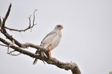 Güney soluk ilahi çakır kuşu melierax canorus