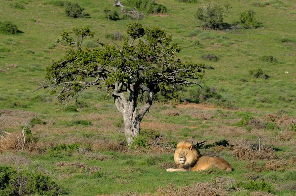 A Kalahari lion, Panthera leo, in the Addo Elephant National Par — Stock Photo, Image