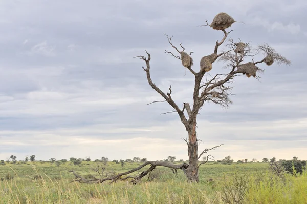 Arbre mort avec nids communautaires — Photo