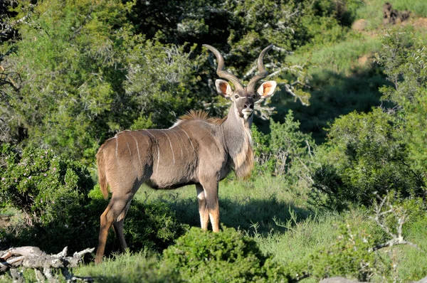 Touro maior kudu — Fotografia de Stock