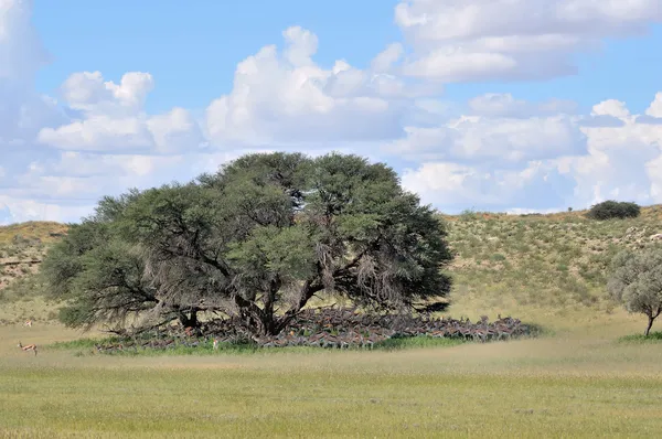 Springbok kudde verbergen onder boom — Stockfoto