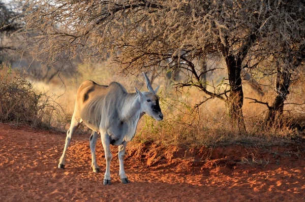 Unicornio Eland — Foto de Stock