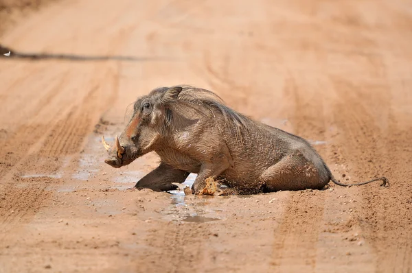 Warthog tomando um banho de lama — Fotografia de Stock