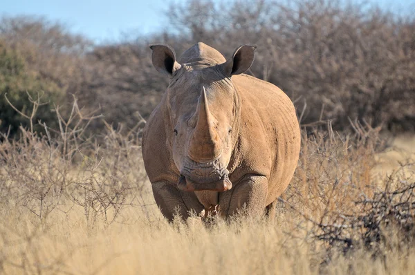 Witte neushoorn — Stockfoto