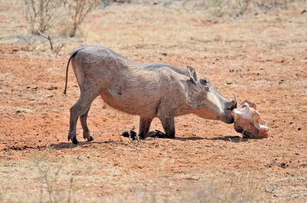 Warthog lamiendo bloque de sal — Foto de Stock